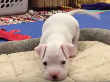 El cachorro de bóxer El cachorro de bóxer