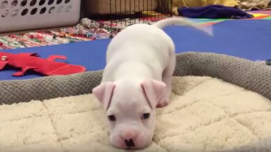 Una pareja salva de la eutanasia y cuida a un cachorro al que le faltaban sus patas delanteras