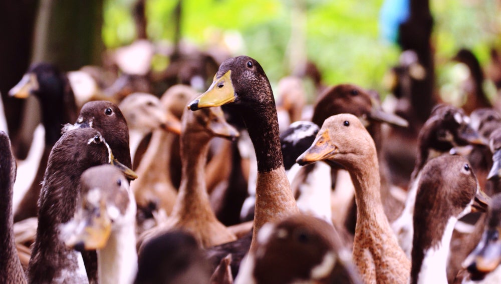 Patos