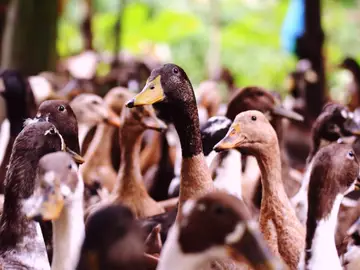 Patos Patos