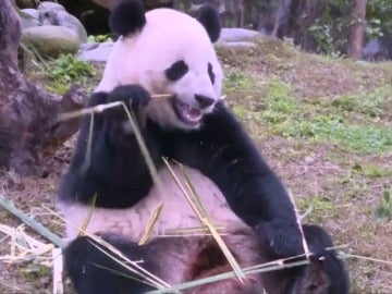 Frame 6.106066 de: El panda gigante Bao Bao comienza su nueva vida en China sin problemas