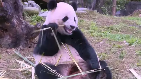 Frame 6.106066 de: El panda gigante Bao Bao comienza su nueva vida en China sin problemas Frame 6.106066 de: El panda gigante Bao Bao comienza su nueva vida en China sin problemas