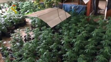 Localizado más de un millar de plantas de marihuana en una casa de Bustarviejo 
