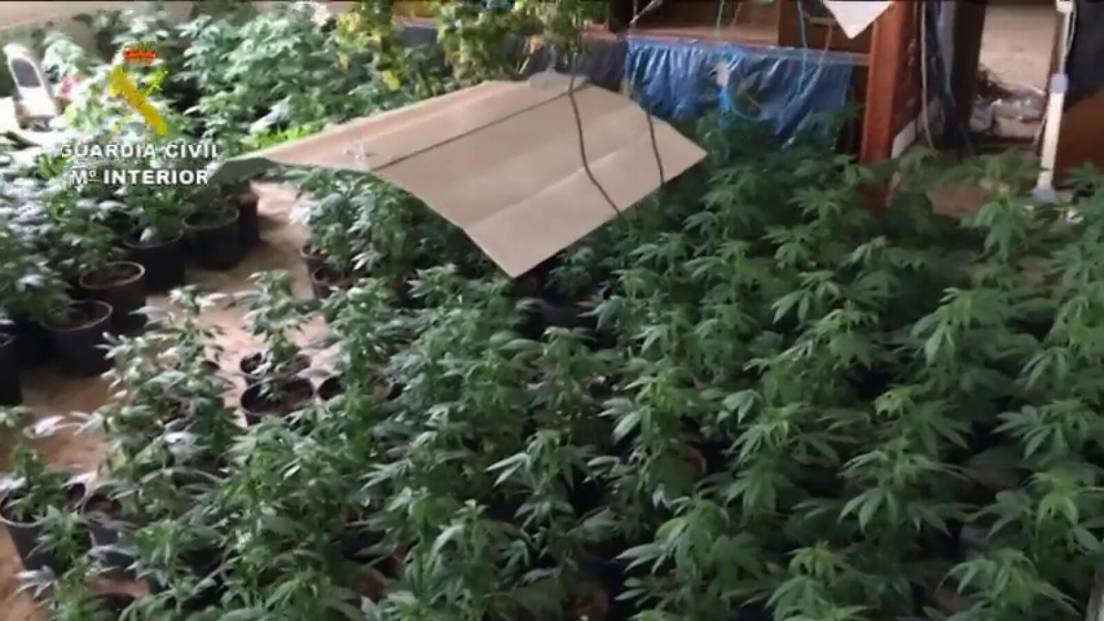 Localizado más de un millar de plantas de marihuana en una casa de Bustarviejo 