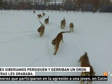 Varios tigres persigue a un dron y lo destrozan de un zarpazo mientras los grababa