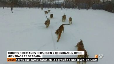 Varios tigres persigue a un dron y lo destrozan de un zarpazo mientras los grababa