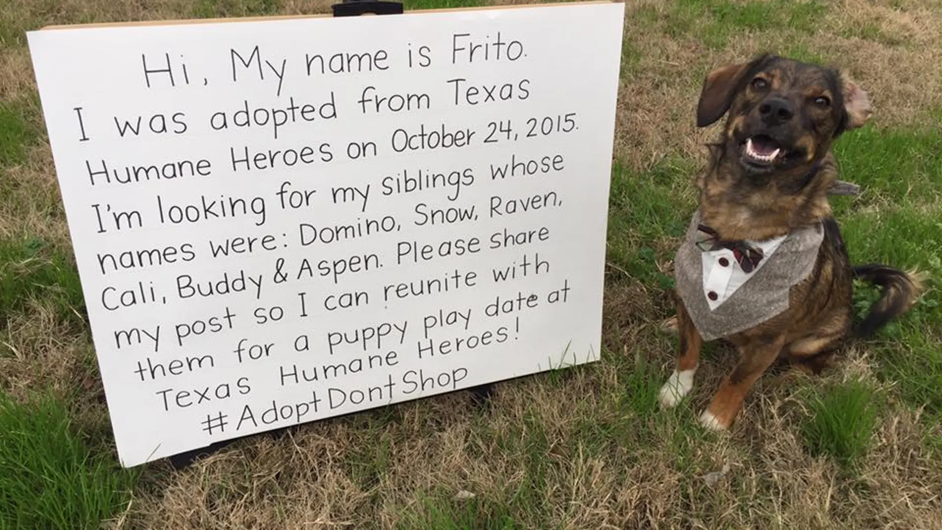 Frito busca a sus hermanos perrunos Frito busca a sus hermanos perrunos