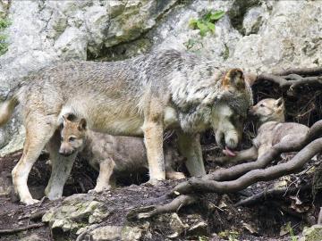 Un lobo con sus crías - Imagen de archivo