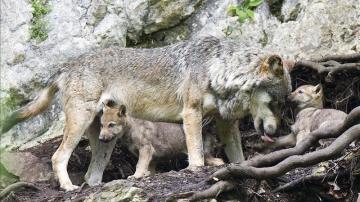 Un lobo con sus crías  - Imagen de archivo