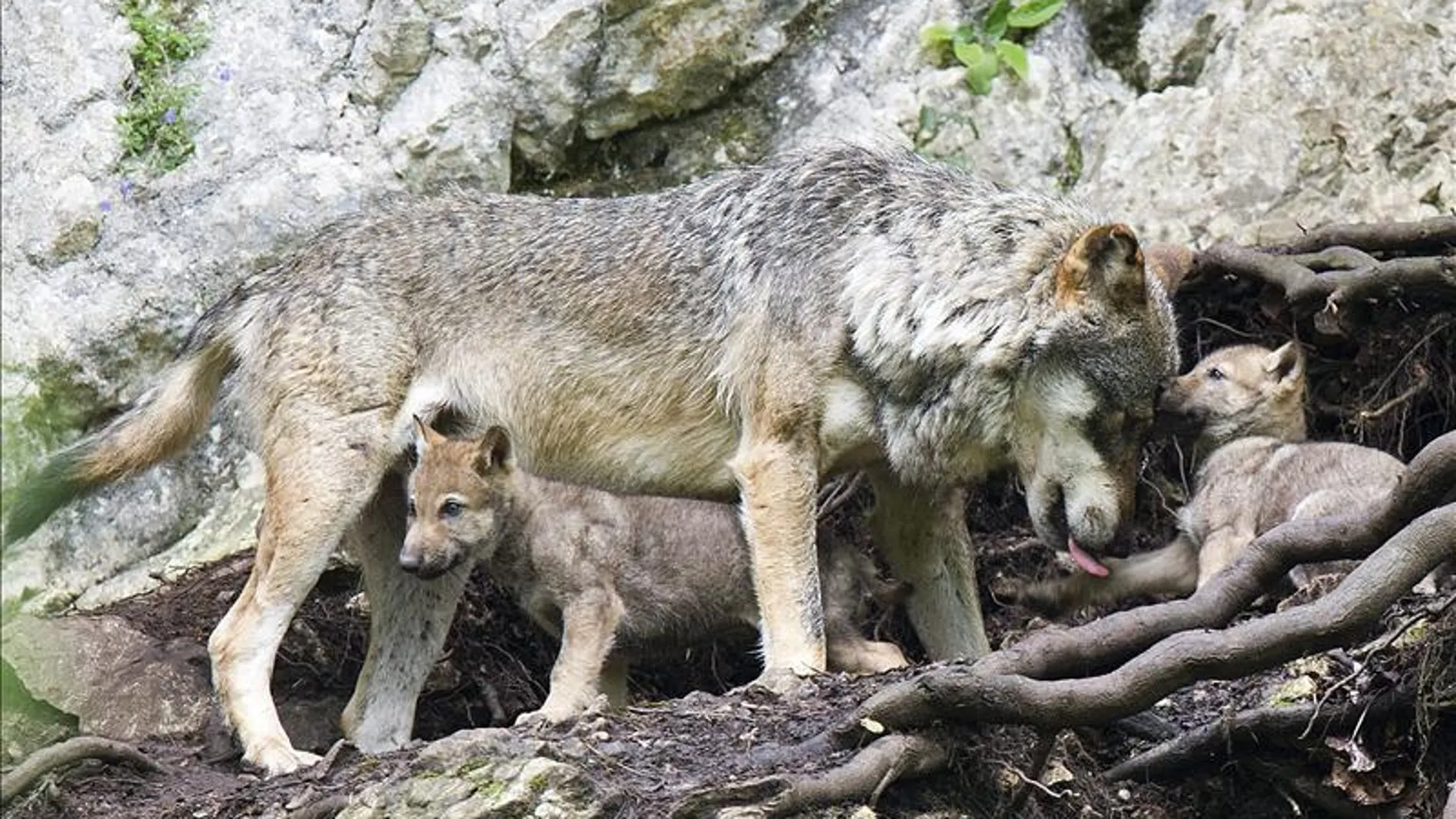 Un lobo con sus crías - Imagen de archivo Un lobo con sus crías - Imagen de archivo