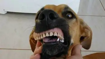 El perro con la dentadura