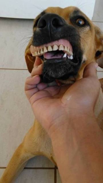 El perro con la dentadura