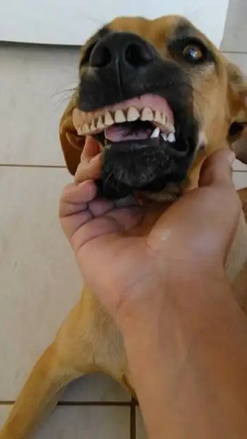 El perro con la dentadura El perro con la dentadura