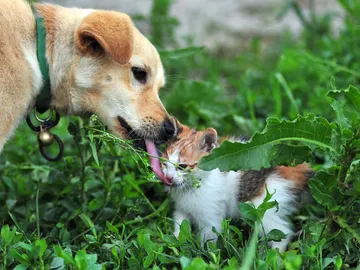 Un perro y un gato Un perro y un gato