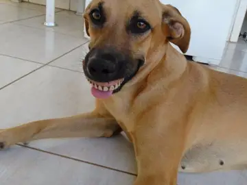 El perro con la dentadura El perro con la dentadura