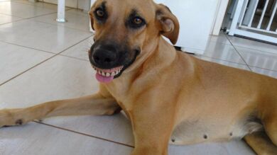 La sonrisa de un perro tras encontrar una dentadura en su jardín se vuelve viral en las redes