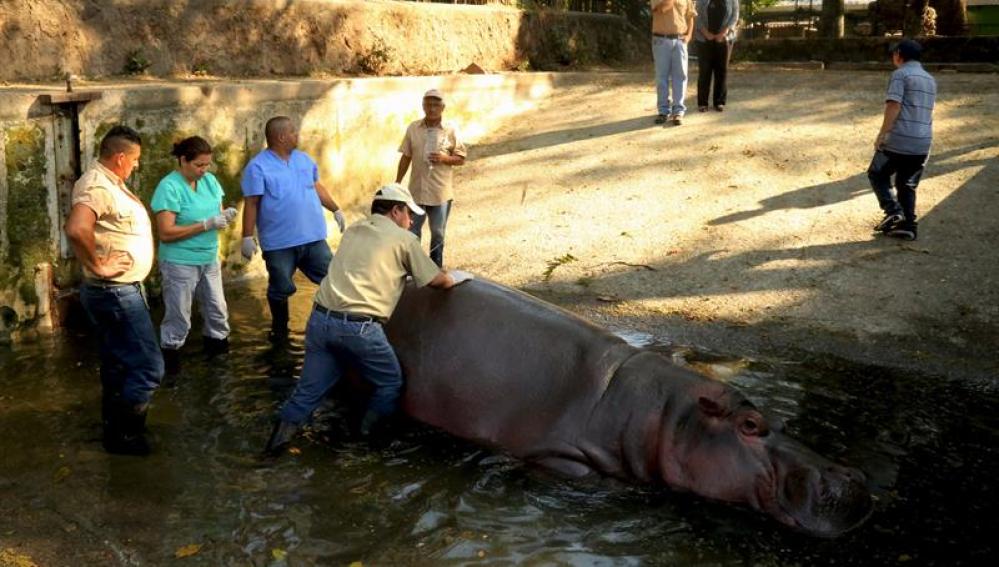 'Gustavito', el último hipopótamo del zoo de El Salvador
