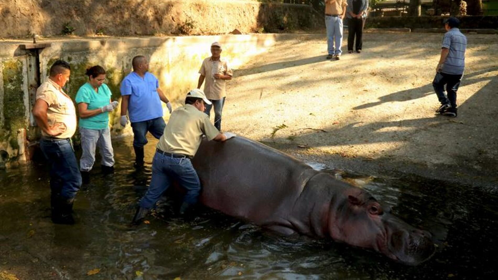 'Gustavito', el &uacute;ltimo hipop&oacute;tamo del zoo de El Salvador