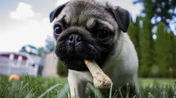 Cinco consejos para alimentar a tu perro de forma correcta Cinco consejos para alimentar a tu perro de forma correcta