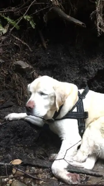 Así encontró al perro el bombero Así encontró al perro el bombero