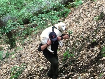 El bombero rescata al perro