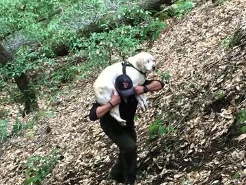El bombero rescata al perro El bombero rescata al perro