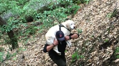 Un bombero fuera de servicio rescata a Sage, un perro ciego que llevaba desaparecido más de una semana