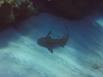 Tiburón con un cuchillo clavado Tiburón con un cuchillo clavado