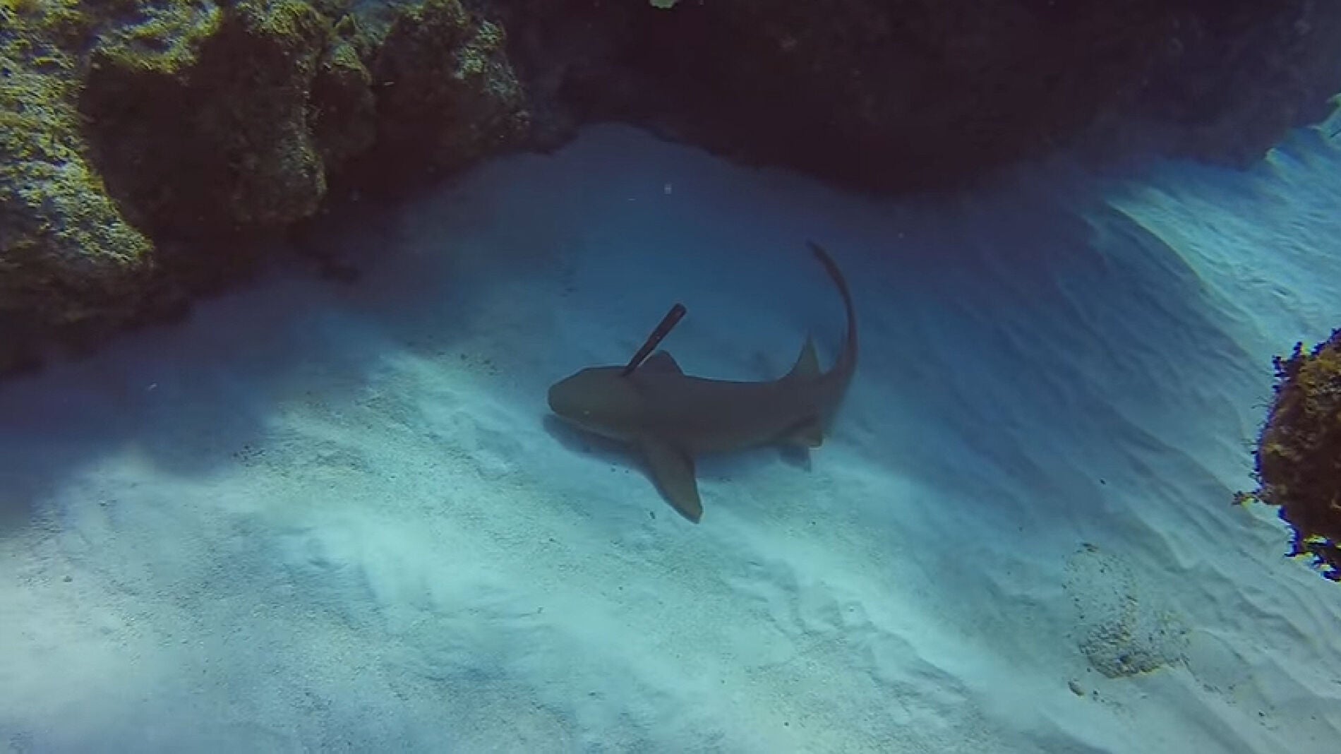 Tibur&oacute;n con un cuchillo clavado