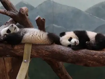 Frame 0.0 de: Así de divertidos juegan en su hábitat los dos únicos osos panda gigantes gemelos de EEUU Frame 0.0 de: Así de divertidos juegan en su hábitat los dos únicos osos panda gigantes gemelos de EEUU