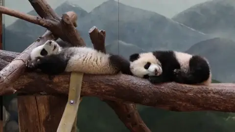 Frame 0.0 de: Así de divertidos juegan en su hábitat los dos únicos osos panda gigantes gemelos de EEUU Frame 0.0 de: Así de divertidos juegan en su hábitat los dos únicos osos panda gigantes gemelos de EEUU