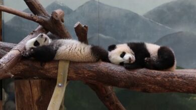 Así de divertidos juegan en su hábitat los dos únicos osos panda gigantes gemelos de EEUU