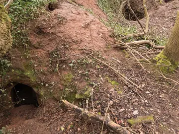 La madriguera a través de donde se accede a las cuevas La madriguera a través de donde se accede a las cuevas
