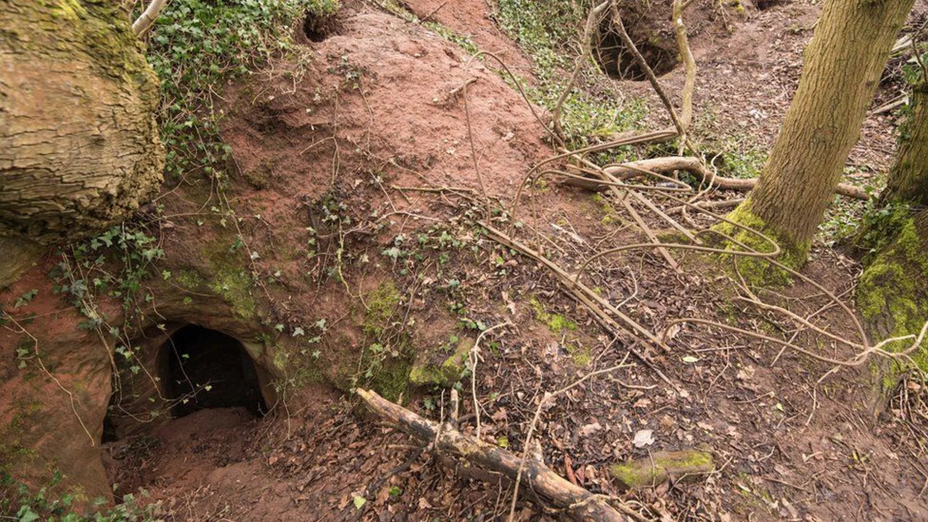 La madriguera a través de donde se accede a las cuevas La madriguera a través de donde se accede a las cuevas