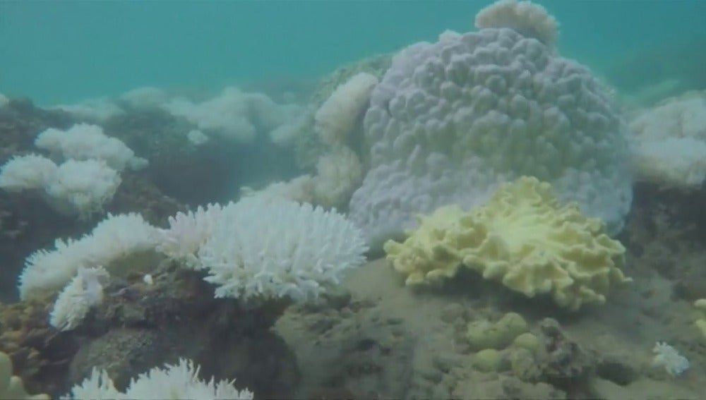 Frame 28.37735 de: La gran barrera de coral pierde sus colores