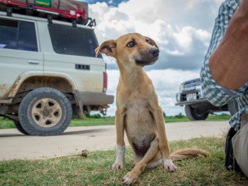 Poppy es una perra con las patas de atrás paralizadas que se arrastró durante millas en busca de ayuda