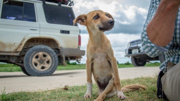 Poppy es una perra con las patas de atrás paralizadas que se arrastró durante millas en busca de ayuda