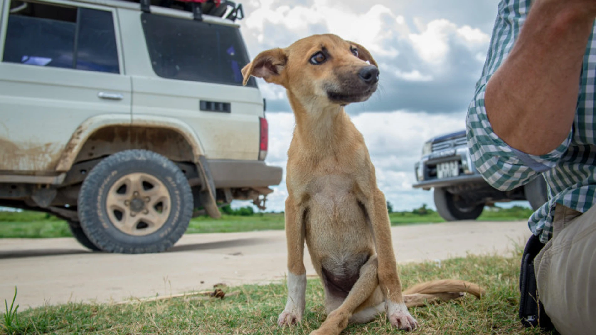 Poppy es una perra con las patas de atrás paralizadas que se arrastró durante millas en busca de ayuda Poppy es una perra con las patas de atrás paralizadas que se arrastró durante millas en busca de ayuda