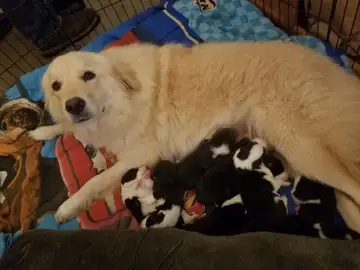 Daisy, la perra que perdió a sus hijos en un incendio y recuperó el ánimo tras adoptar a ocho cachorros Daisy, la perra que perdió a sus hijos en un incendio y recuperó el ánimo tras adoptar a ocho cachorros