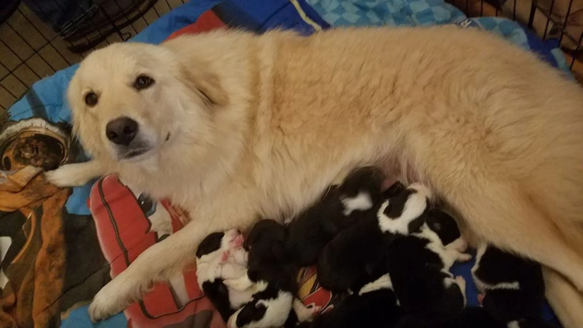 Daisy, la perra que perdió a sus hijos en un incendio y recuperó el ánimo tras adoptar a ocho cachorros Daisy, la perra que perdió a sus hijos en un incendio y recuperó el ánimo tras adoptar a ocho cachorros