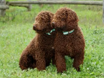 Dos perros de agua Dos perros de agua
