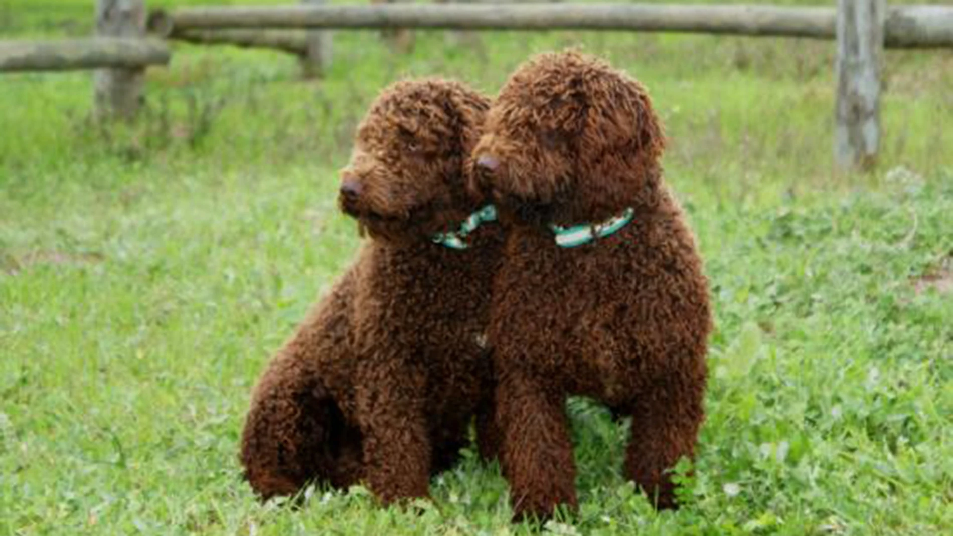Dos perros de agua Dos perros de agua