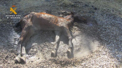 Dos detenidos por maltrato animal después de encontrar a una yegua muerta y tres caballos y un burro desnutridos en Navarra