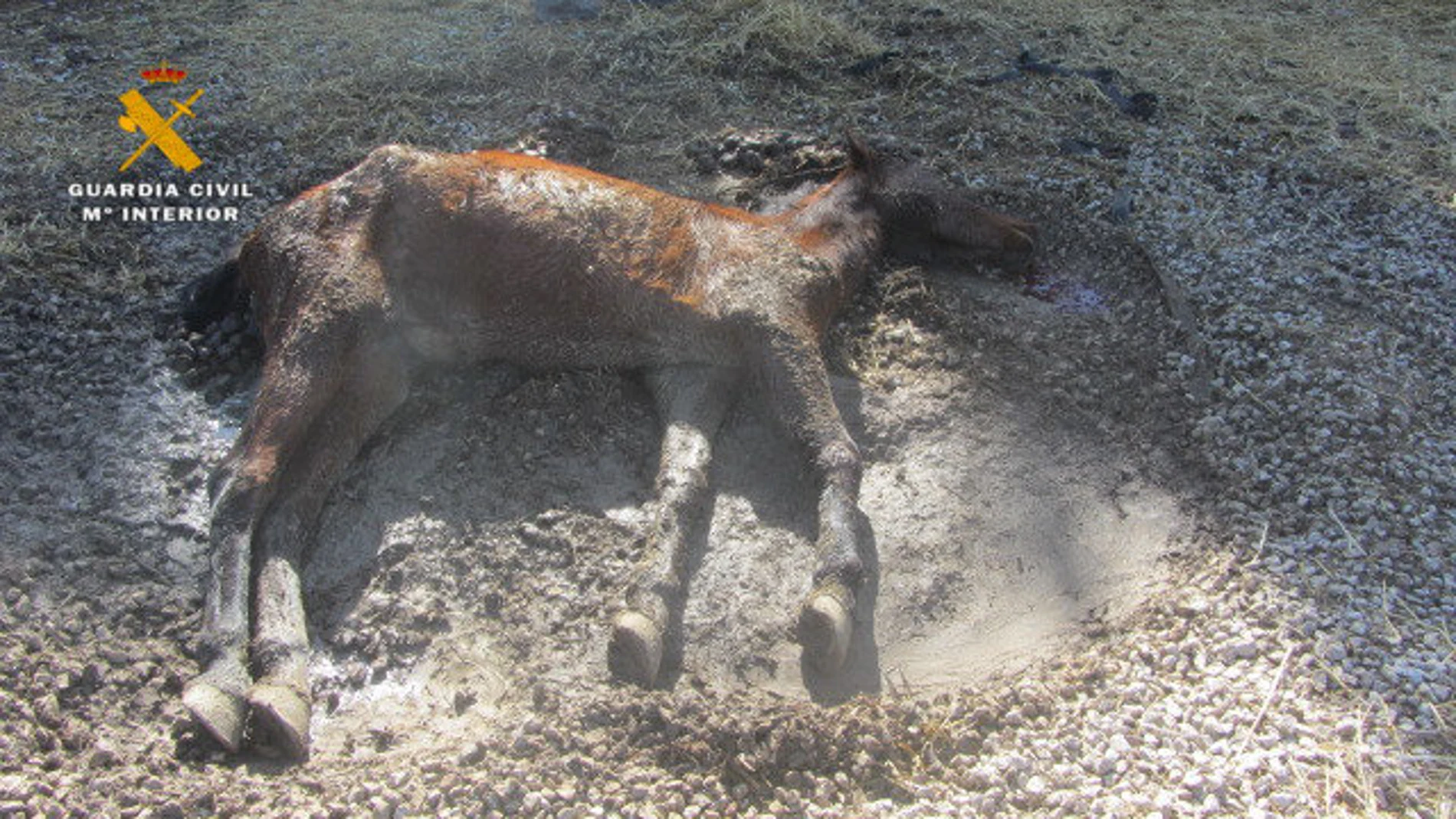 Yegua desnutrida encontrada por la Guardia Civil en Navarra Yegua desnutrida encontrada por la Guardia Civil en Navarra