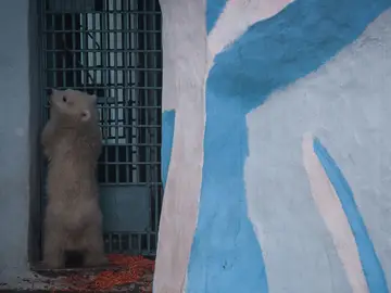 Oso abatido Oso abatido