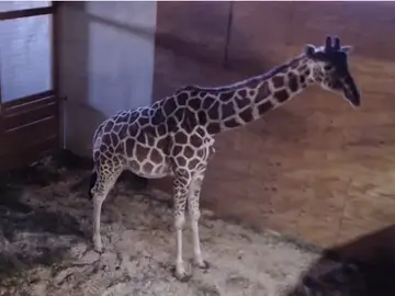 La jirafa April se convierte en el animal más célebre del mundo La jirafa April se convierte en el animal más célebre del mundo