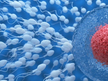 Espermatozoides 