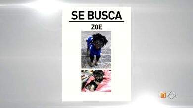 Alarma en toda España por el aumento del robo de perros en los parques 