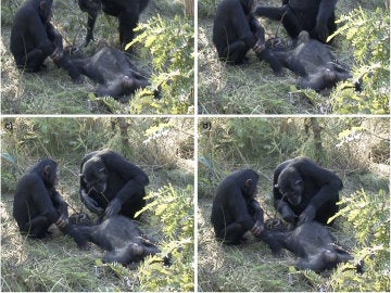 Dos chimpancés muestran duelo por otro fallecido