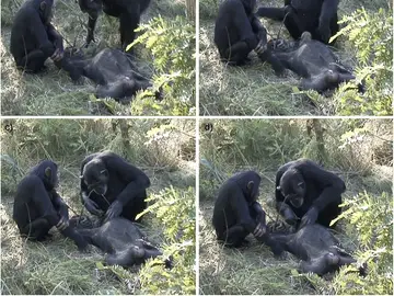 Dos chimpancés muestran duelo por otro fallecido Dos chimpancés muestran duelo por otro fallecido
